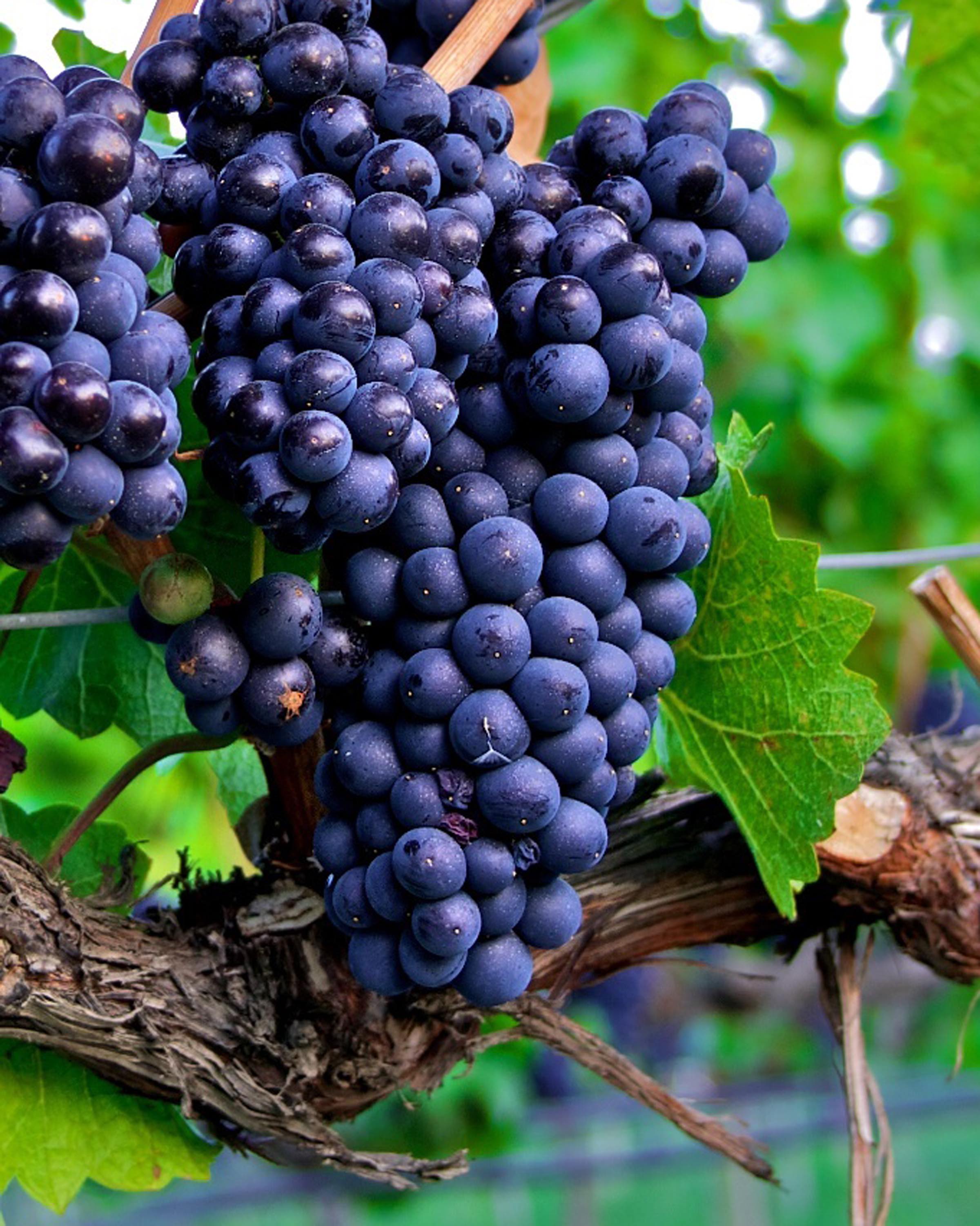 Okanagan Grapes